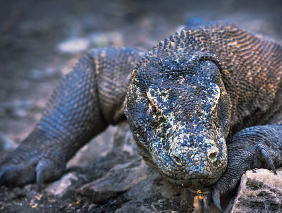 恐竜に会える インドネシアのコモド国立公園 昭和天皇に献上されたドラゴン エンスタ